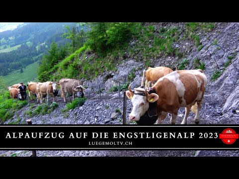 Alpaufzug auf die Engstligenalp 2023 - LuegemolTV