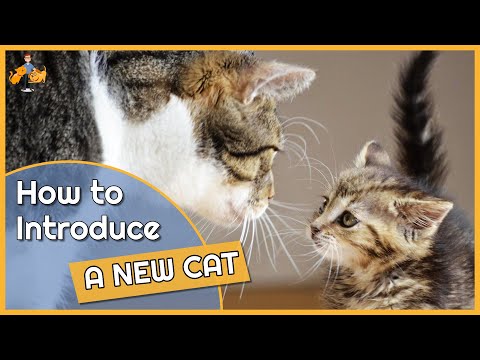 How To Introducing a New Cat to Other Cats (and avoid fighting!)