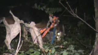 Coon Hunting 9-9-08 Walker and Bluetick treed 1 coon. Mossy and Heart.