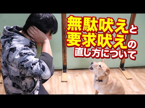 犬の無駄吠えを防ぐためのヒント