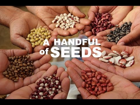 A Handful of Seeds (Galatians 6:7)