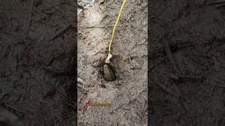 Download lagu Incredible! A Massive Stroke of Luck Eel Fishing, Monsters Appearing in the Palm Oil Plantation mp3