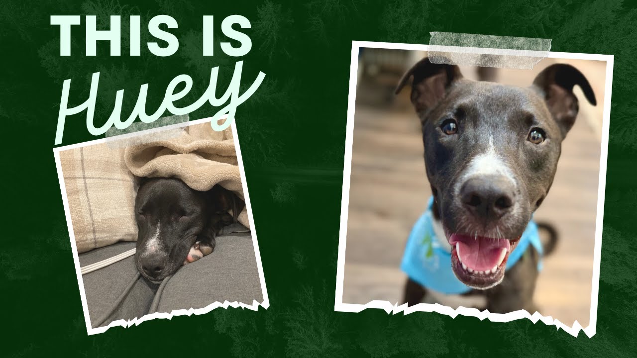 Enlarge Huey Loves Hugs, a Adoptable mixed breed in Friendswood, TX video 6/6