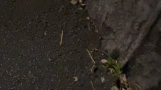 久しぶりの帰宅中配信www
