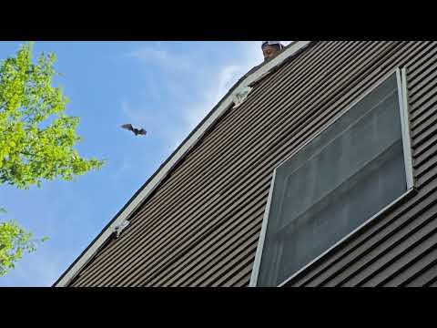 Bats Flying Out of the Home in Morganville, NJ