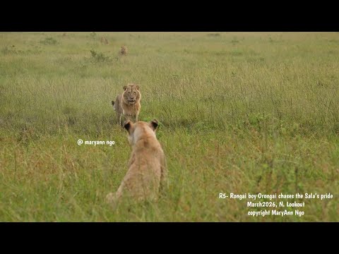 R5/ Rongai 5 , Orongai part1- chases Sala’s pride