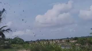 Download lagu Sp walet 2019 terbaik mp3 Download lagu Sp walet 2019 terbaik mp3