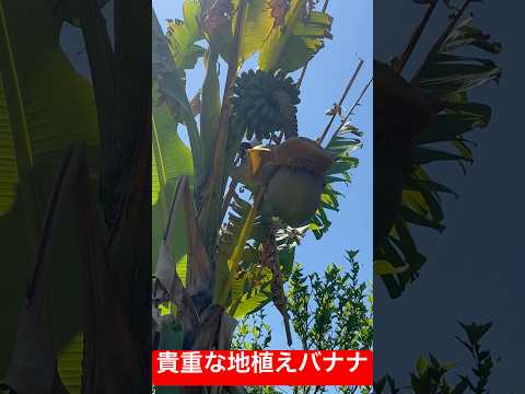 植物を健康に保つための庭でのバナナの皮の 5 つの使い方  庭園