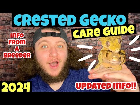 Crested gecko (Correlophus ciliatus) — sprievodca chovom