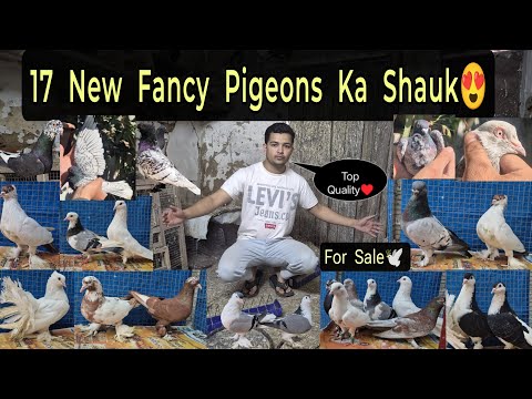 17 New Fancy Pigeons Agaye😍 For Sale!💫🕊