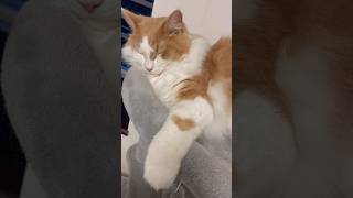 手にハート柄を持つライト君です