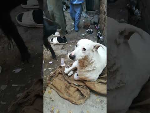 #motherdog #Happy #newbornbaby #petvlog #viralshots #everyone #youtube (Raheem Qureshi)