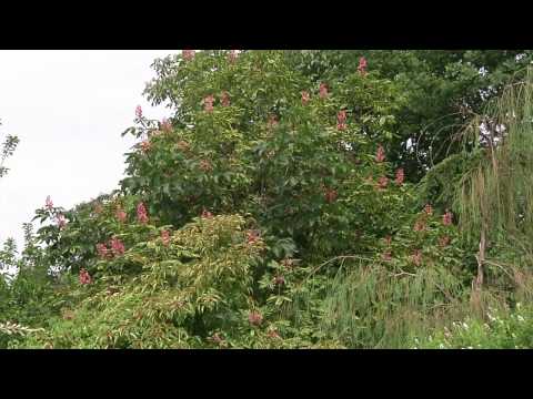 Landgartenpartie in Hille