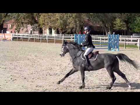4yo Gelding - Conthargos x Sister of Balou du Reventon