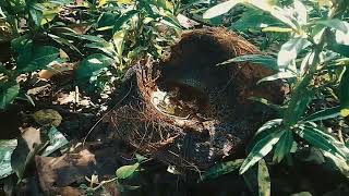 Download lagu Cinematic Video Pagi Hari | #estetik #cinematic #fypviral mp3