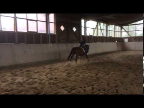 Fantastique - 7-jähr. Dunkelfuchs-Wallach v. Floriscount - Sandro Hit, Stm. 1,66 m