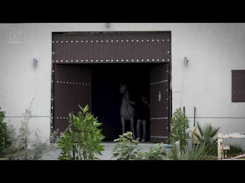 الفحل العالمي حسان الشرف | HASSAN ASHIRAF