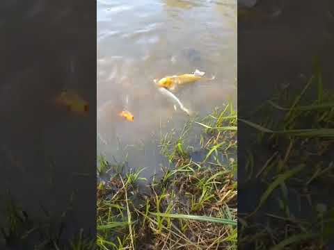 Video de Hosteria Los Grillos