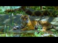 Wildlife Safari - Wildlife Safari | Groupon