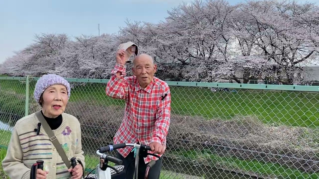 桜🌸お花見に行く 重吉87歳 夏子88歳 2026.3.29