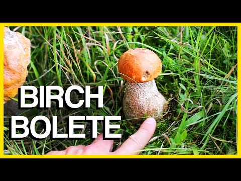Birch Bolete Mushroom | Identification and Cooking