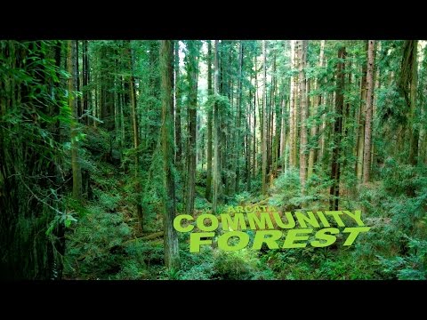 Arcata Community Forest - Aerial Views