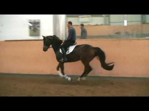 5 yo gelding by Quasar de Charry x Rohdiamant
