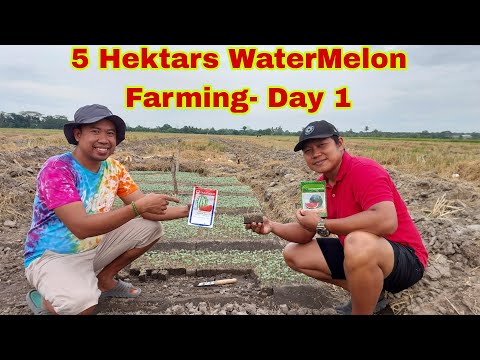 How to Plant Seedless Watermelon in 5 Hectares Rice Field- Day 1