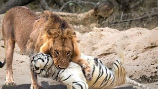 االنمر ضد الأسد قتال حقيقي 2022 أسد ضد نمر