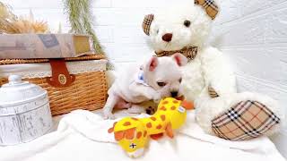 フレンチブルドッグの動画01