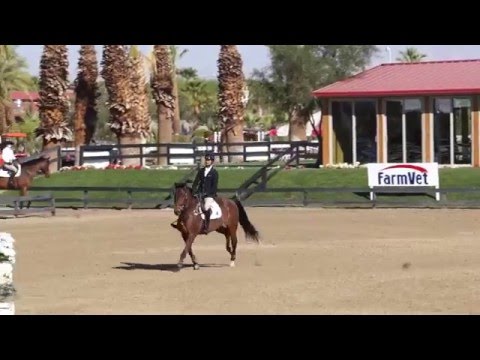 Enzo Ferrari - Week V Thermal 2016 - 7YR - BDN Sport Horses