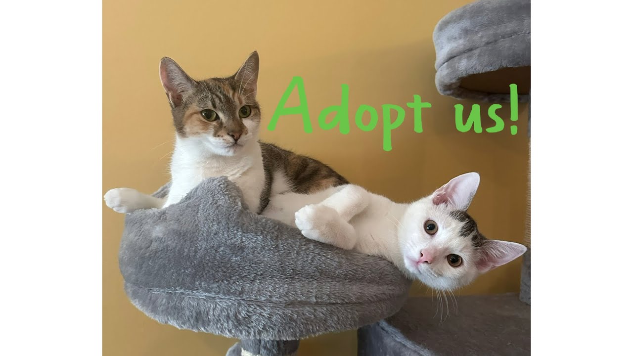 Enlarge Poppins, a Adoptable mixed breed in Woodbury, NJ video 6/6