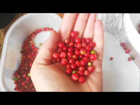 Dabas Pētnieki - Zirnekļu māja, čūska un brūklenes!