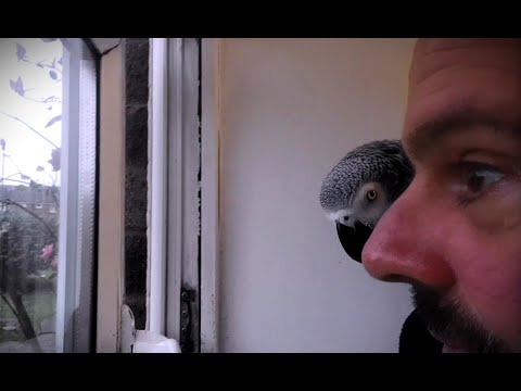 Smurfy Chats - Episode 16