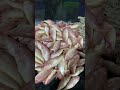 40 Ivlo Kammi Price La Epdi Fish Thariga ️ Shorts NazeemVlogger