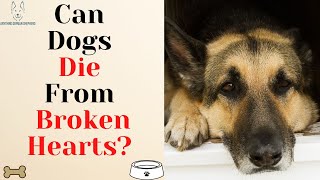 Can Dogs Die Of A Broken Heart? The Ultimate Guide To Broken Heart Syndrome
