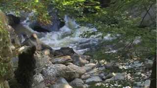 preview picture of video 'Fairy Glen Water, River Conwy, Betws-y-Coed, North Wales'
