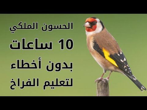 10 Hours بتبتة الحسون و تغريد الحسون الملكي خالي من الأخطاء لتعليم الفراخ