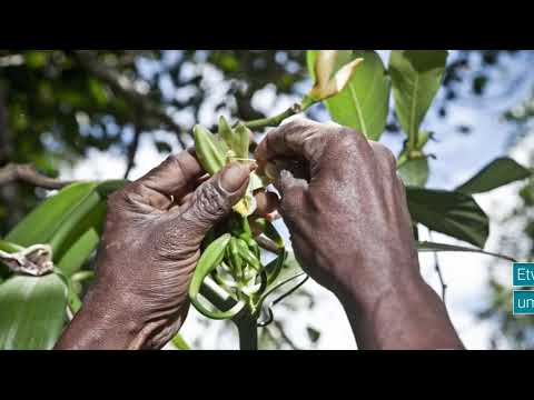 Vanille - Königin der Gewürze