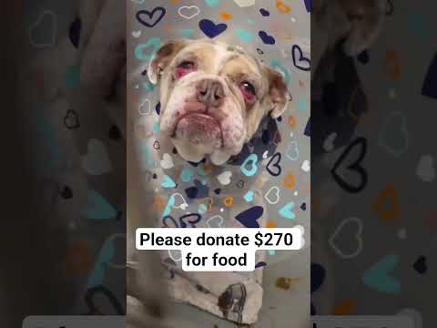 please donate $270 to buy food link in our bio #NYC#LosAngeles#Chicago#Texas#Florida#california