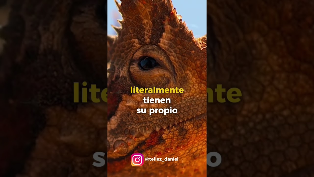 El error de dar agua a los animales del desierto