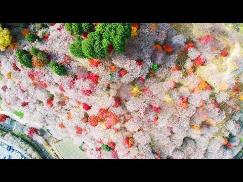 Experiences In Aichi