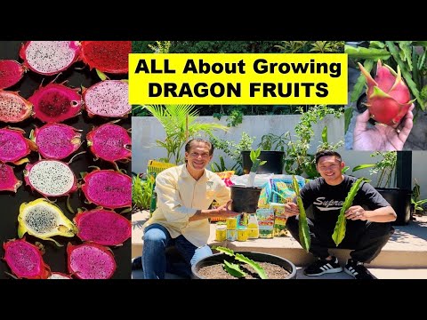 , title : 'ALL ABOUT Growing Dragon Fruit w/ 'The King Of Dragon Fruits' | feat. Grafting Dragon Fruit YouTube'
