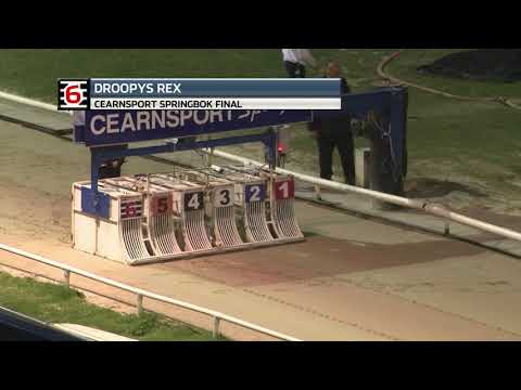 2021 SPRINGBOK FINAL - T6 DROOPYS REX