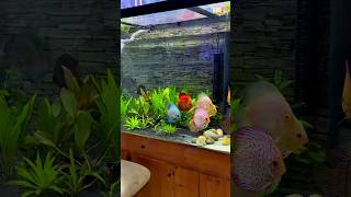 Download lagu Discus Planted Fish Tank#discus#fish#aquarium#plantedtank#seafish#shorts#swimforthedream mp3