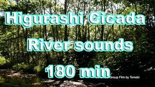 Higurashi cicada & River sounds for Meditation, Sleep, Study, Work, Relax music