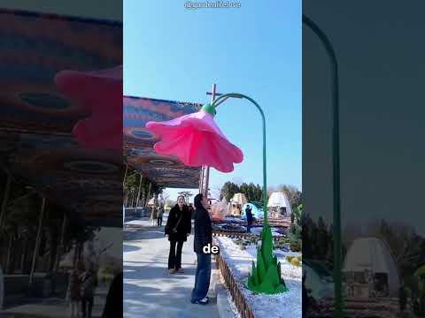 Las flores que no se abren 🌸