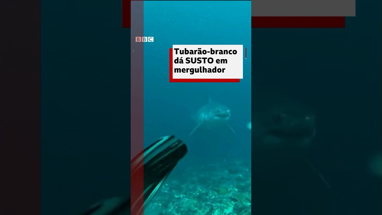 Mergulhador fica cara-a-cara com tubarão-branco na Indonésia #bbcnewsbrasil