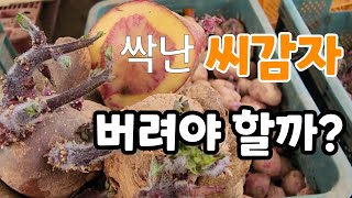 싹난 씨감자 자르기!  심어도 될까 속노란 홍심이 감자