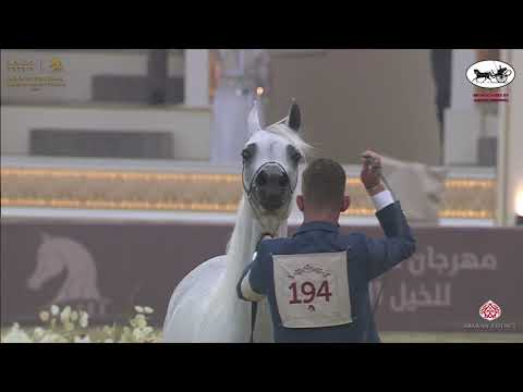 N 194 GALERIDA   Katara International Arabian Horse Festival   Mares 7 10 Years Old Class 8A